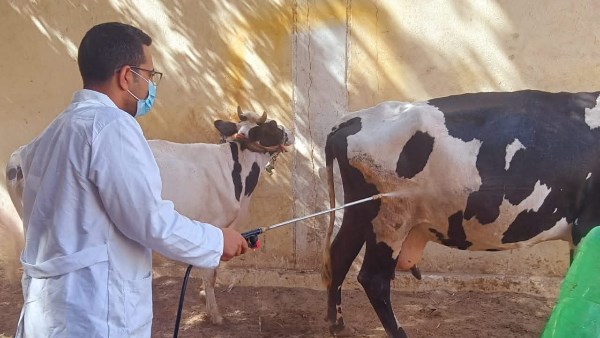 تحصين 45 ألف رأس ماشية ضد الحمى القلاعية والوادي المتصدع بالمنيا تحصين 45 ألف رأس ماشية ضد الحمى القلاعية والوادي المتصدع بالمنيا