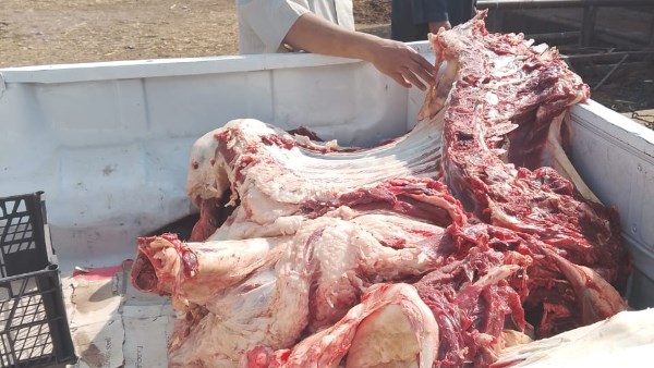 محافظ أسيوط: ضبط ذبيحة غير صالحة للاستهلاك الآدمي في الغنايم