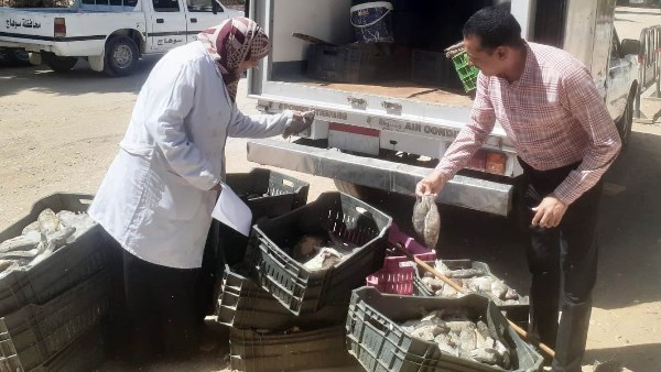ضبط 300 كجم أسماك فاسدة بساقلته في سوهاج
