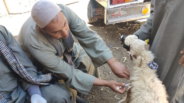 جانب من الحملة بسوهاج جانب من الحملة بسوهاج