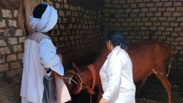 أنشطة بيطرية أنشطة بيطرية