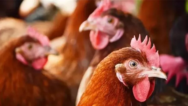 أسعار الدواجن والبيض بأسواق الوادي الجديد اليوم