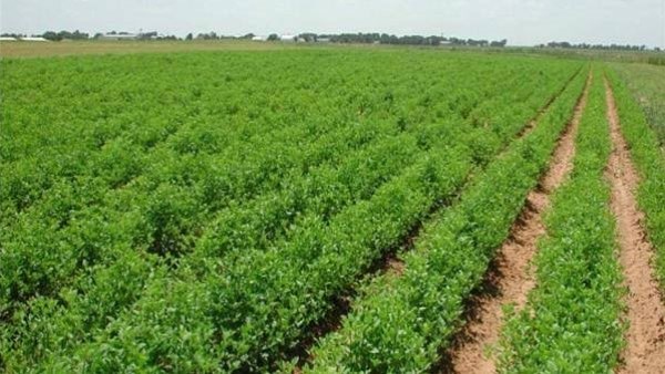 300 طن تقاوي..زراعة الوادى الجديد تستعد لزراعة المحاصيل الشتوية