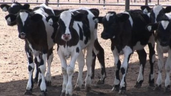 ارشيفيه ارشيفيه