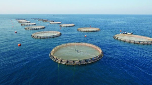 صورة من محطة المكس