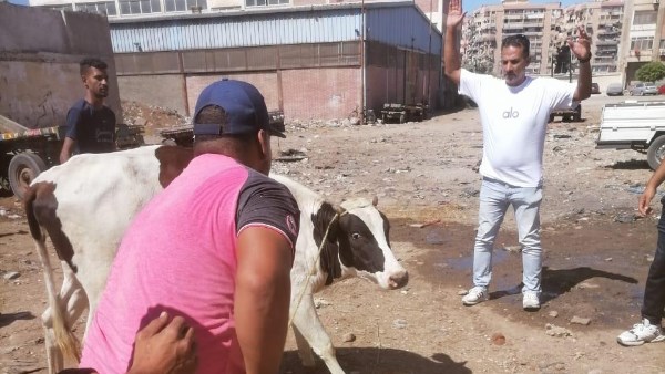 بيطرى. بورسعيد يفحص الدواب الهائمة 