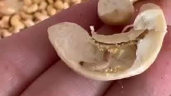تموين بورسعيد يوجه ضربة جديدة للفاسدين.. ضبط مكسرات غير صالحة للاستهلاك الآدمي