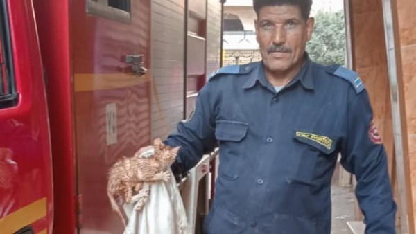 إنقاذ قطة عالقة بالغربية  إنقاذ قطة عالقة بالغربية