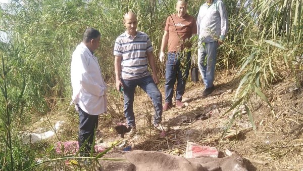 بيطري الغربية تشكل لجنة عاجلة لدفن الحمير المـ.ذبوحة بالسنطة بيطري الغربية تشكل لجنة عاجلة لدفن الحمير المـ.ذبوحة بالسنطة