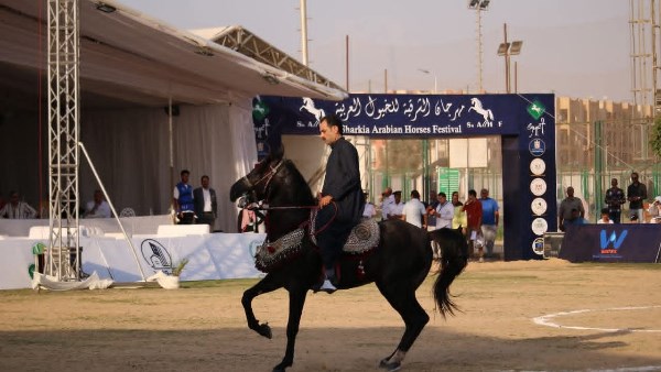 مهرجان الشرقية للخيول العربية الأصيلة 