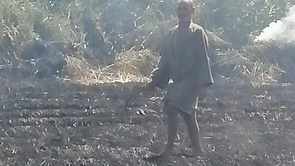 جهاز شئون البيئة بالشرقية يحرر 146 محضر حرق قش أرز