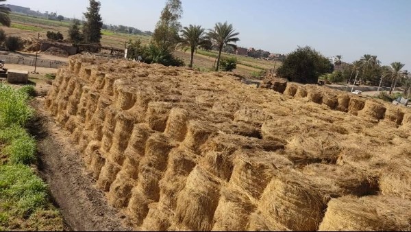 قش الأرز  قش الأرز