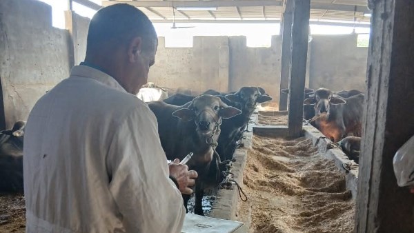 لجان بيطرية  لجان بيطرية