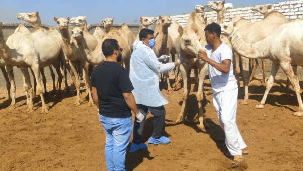 الخدمات البيطرية 