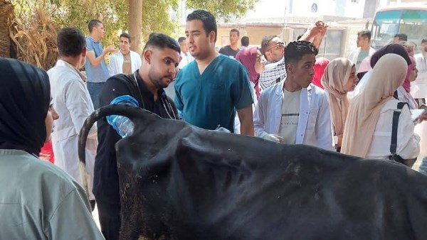 التحسين الوراثي للماشية