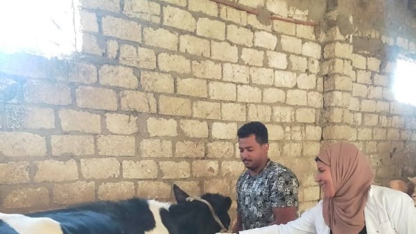 تحصين الماشيه 