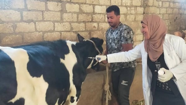 تحصين الماشيه 