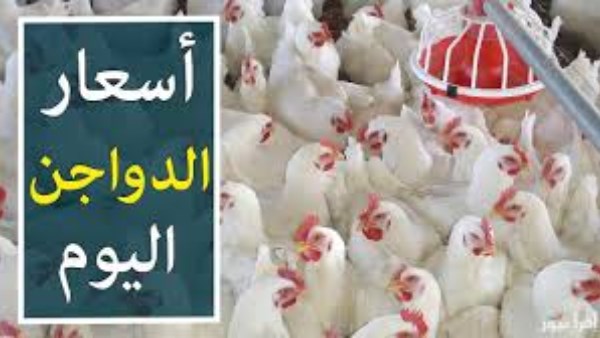 اسعار الفراخ البيضاء اليوم
