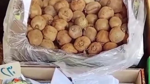 أسعار الفاكهة بجنوب سيناء 