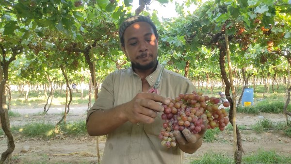 زيارة مستشفى راس سدار