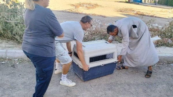 صورة موضوعية