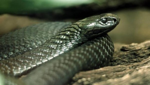 ثعابين ثعابين