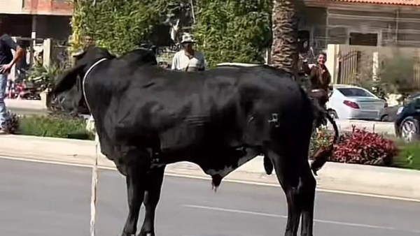 أرشيفية 