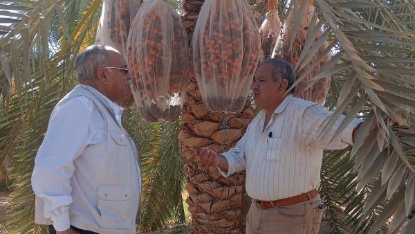 رئيس بحوث الصحراء يتفقد محطة سيوة.. ويؤكد على دعم الزراعة العضوية لمحصول البلح