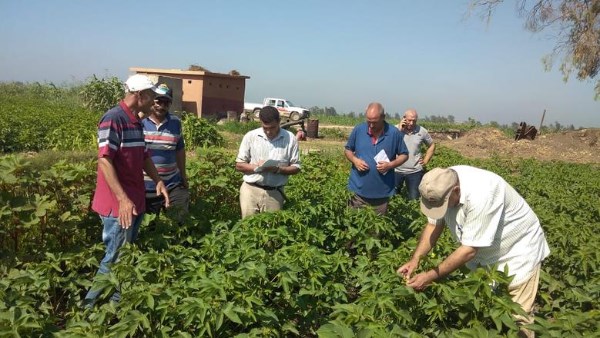 "زراعة الوادي الجديد": تنفيذ مبادرة "إزرع" للعام الرابع على التوالي