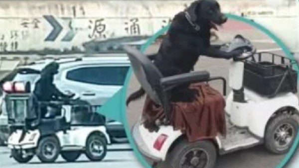 كلب صيني يقود مركبة كهربائية.. والمرور يتدخل| تفاصيل كلب صيني يقود مركبة كهربائية.. والمرور يتدخل| تفاصيل