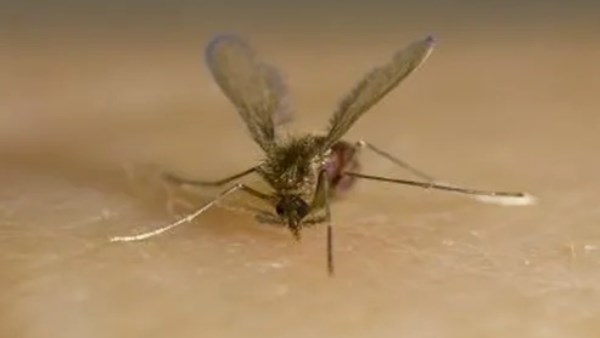 بعد وفاة طفل أردني بلدغة "ذبابة الرمل السوداء".. اعراض اللدغة وطرق الوقاية منها 