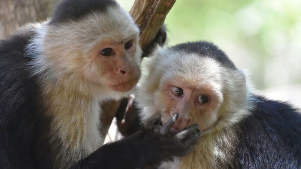 هروب قرود من شاحنة مقلوبة