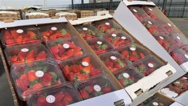 608 ملايين دولار.. الفراولة المجمدة تتصدر قائمة الصادرات الغذائية المصرية 608 ملايين دولار.. الفراولة المجمدة تتصدر قائمة الصادرات الغذائية المصرية