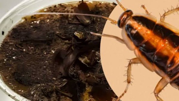 قهوة بالصراصير تتصدر الأسواق في الصين.. تفاصيل