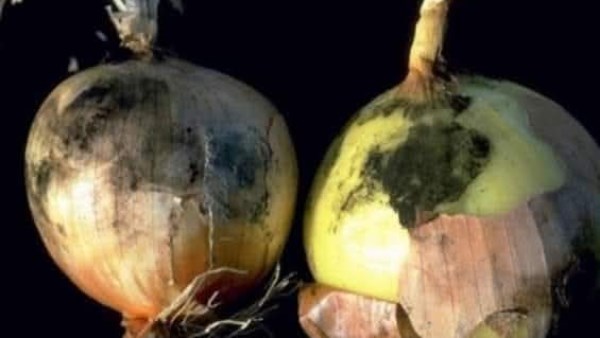 تحذير مهم.. علامات العفن الأسود في البصل وكيفية التعامل معه تحذير مهم.. علامات العفن الأسود في البصل وكيفية التعامل معه