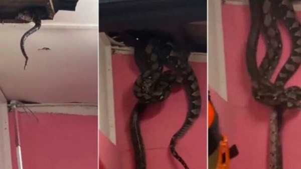 ثعبان ضخم يزن 55 كيلو يقتحم سقف منزل في ماليزيا.. لحظات رعب التقطتها الكاميرا  