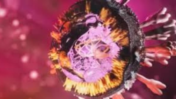 مصر تطمئن: «ماربورج» ينتقل عبر خفافيش الفاكهة … والصحة تؤكد خلو البلاد تمامًا  