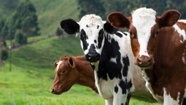 ما حكم تخدير الحيوان قبل ذبحه؟.. الإفتاء: يجوز بشرط