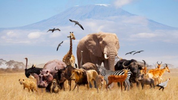 ألغاز ممتعة للتعرّف إلى أغرب حقائق الحيوان