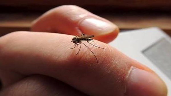 أبرز الطرق الآمنة للتخلص من الناموس داخل المنزل