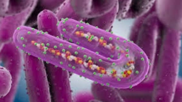 نشرة المرأة والمنوعات