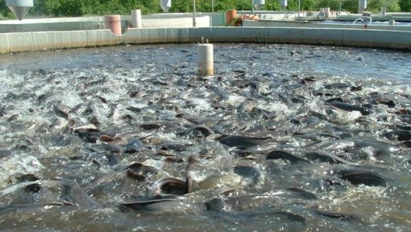 مزارع سمكية مزارع سمكية