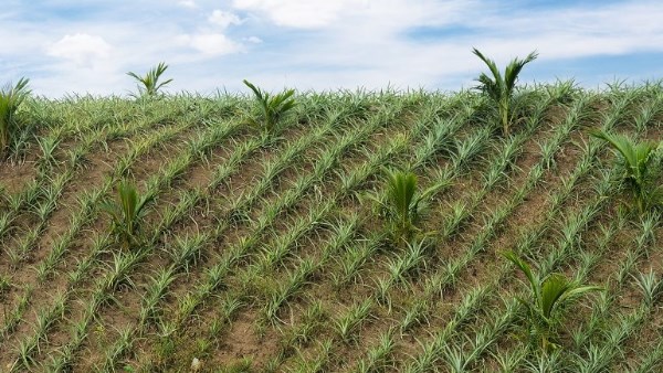 زراعة المحاصيل