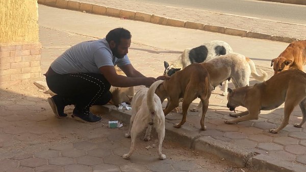 حملة مكبرة لتعقيم وتحصين للكلاب ضد السعار بمدينة بدر