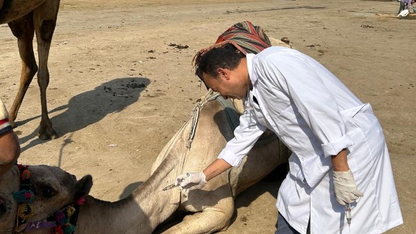 قافلة بيطرية