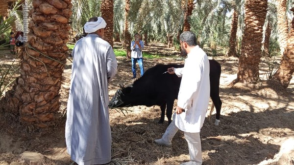 تحصين الثروة الحيوانية 