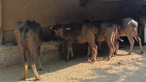 اورمان بني سويف