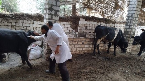 تحصين 68 ألف رأس ماشية ضد الحمى القلاعية والوادي المتصدع بالمنيا تحصين 68 ألف رأس ماشية ضد الحمى القلاعية والوادي المتصدع بالمنيا