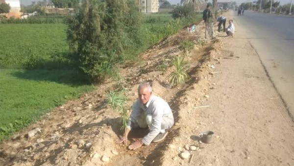 مبادرة 100 مليون شجرة.. زراعة 94 شتلة متنوعة بالمنيا