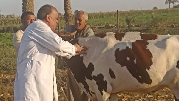 تحصين الأبقار  والأغنام 